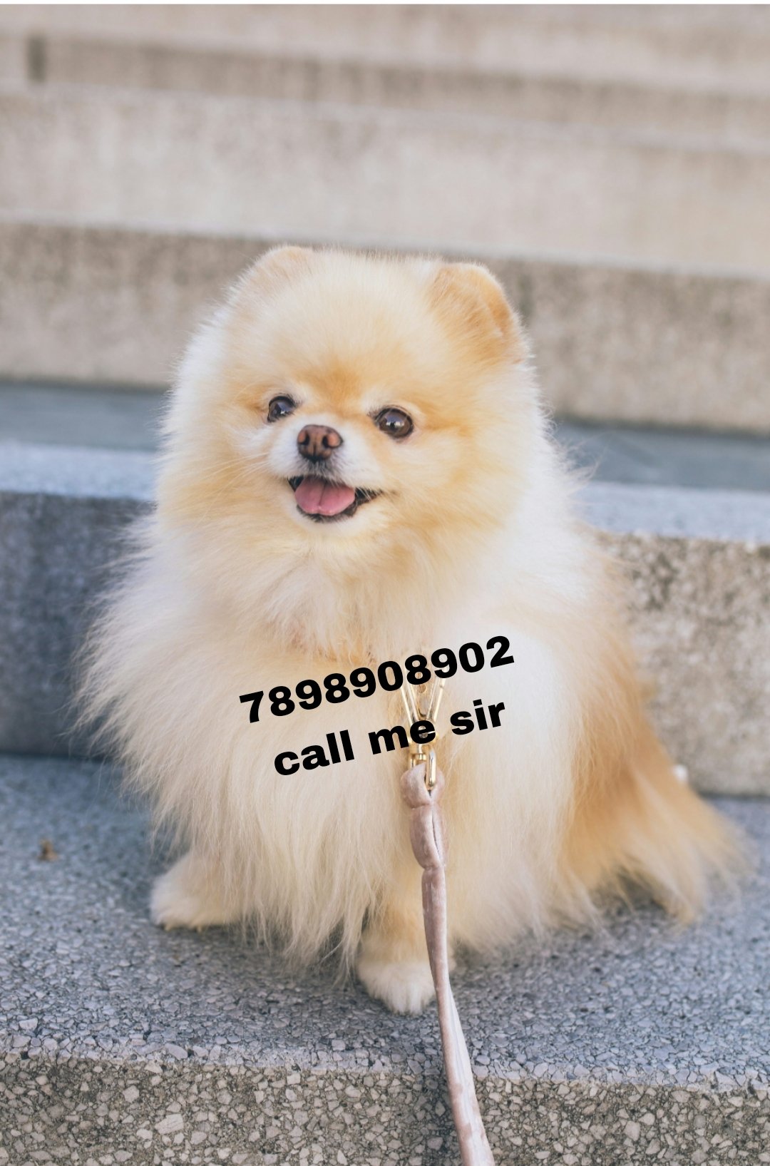 dog-selling-home-delivery-available-7898908902-iid-738791