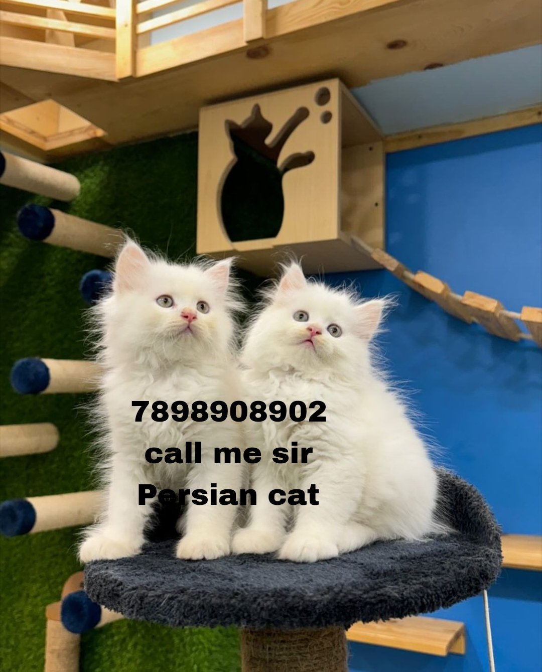 cats-selling-home-delivery-7898908902-iid-738793