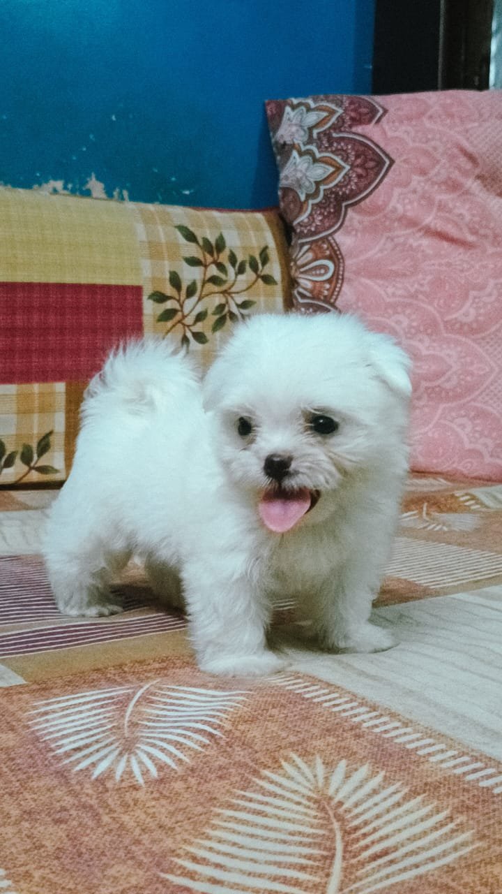 maltese-puppies-for-sale-in-delhi-iid-738809