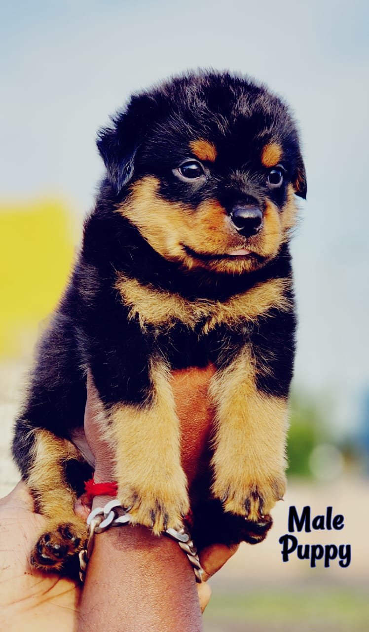 Rottweiler puppies available in Chennai