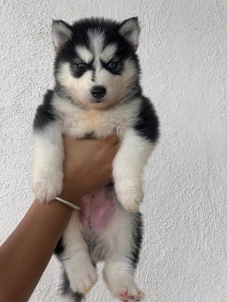 Husky  puppies available in Chennai