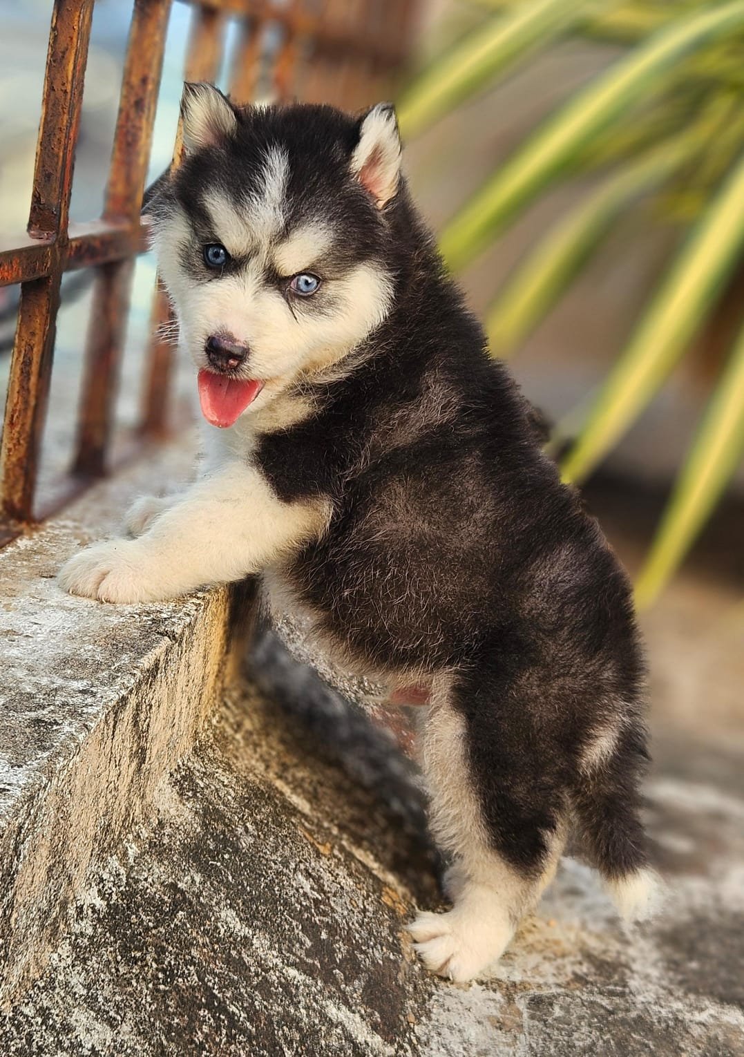 Husky