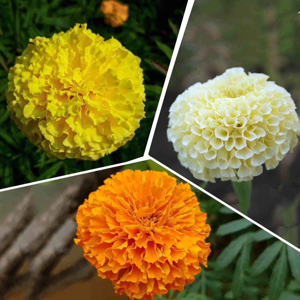 marigold-seeds-iid-738898