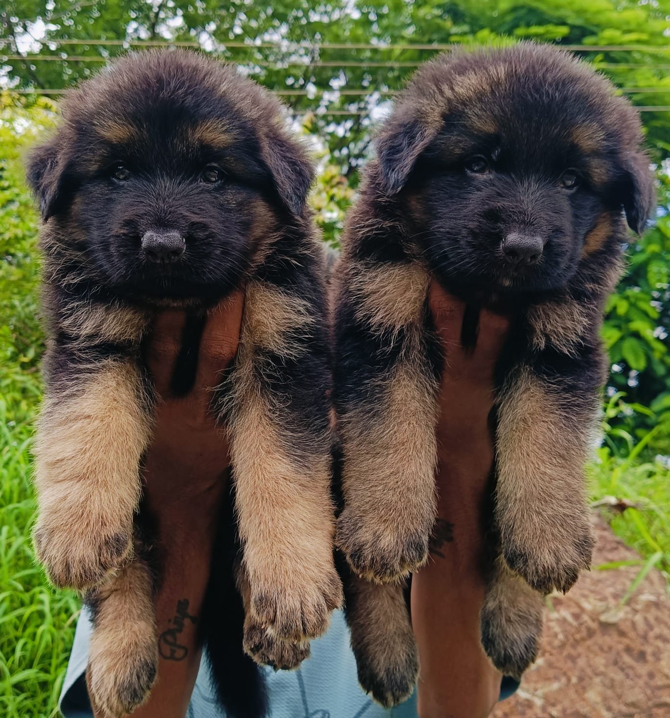 German shepherd puppies available in Chennai