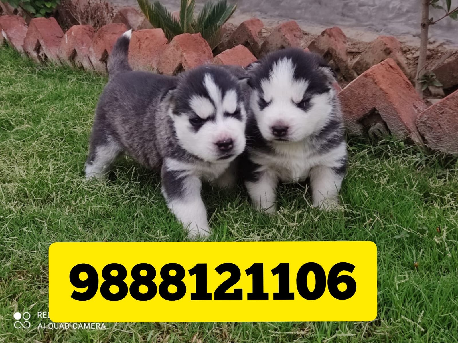 Siberian Husky puppy buy call 9888121106 punjab kapurthala phagwara banga nawanshahr hosiarpur mohali roopnagar ropar phillour goraya