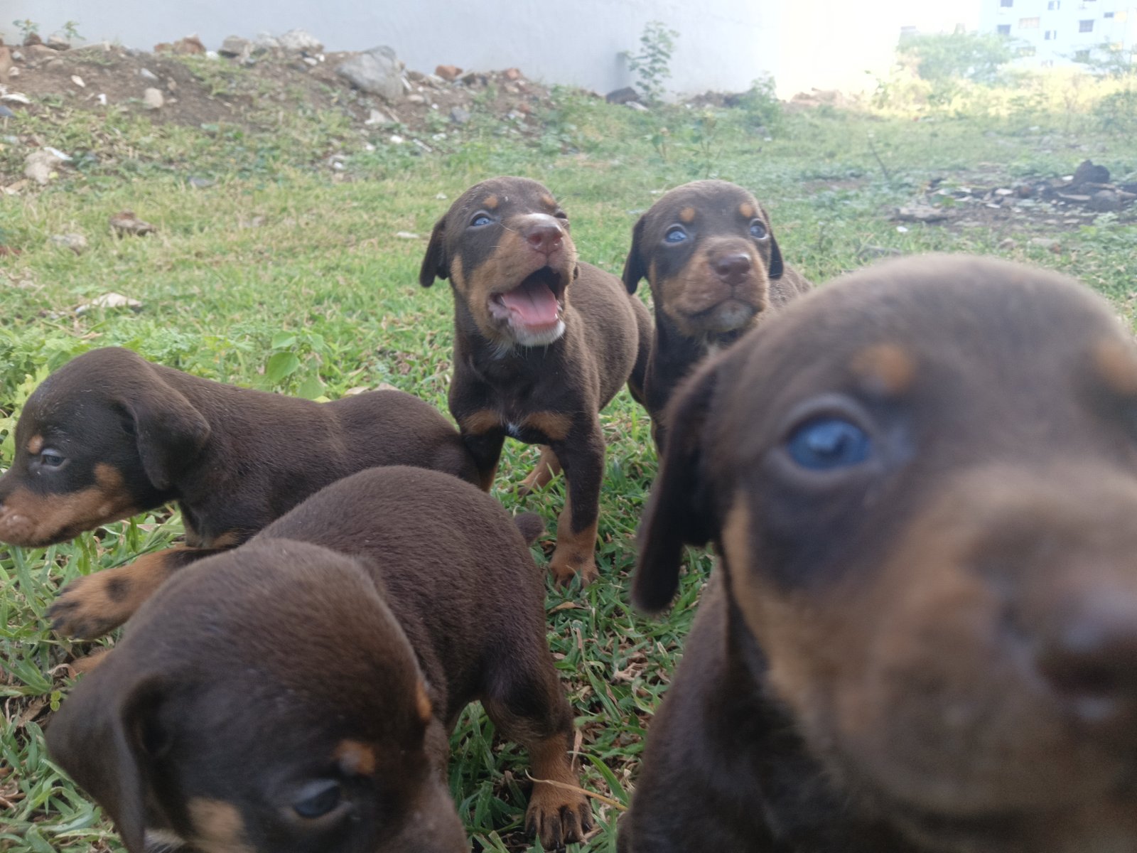 #DOBERMAN PUPPIES