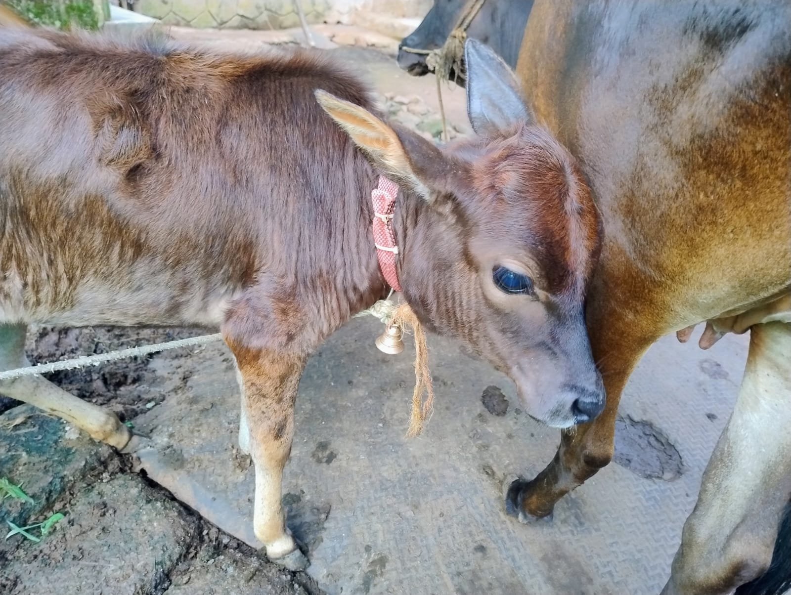 cow-and-calf-for-sale-iid-739008