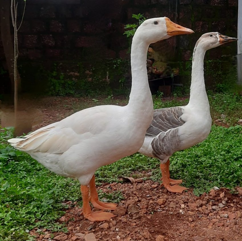 goose-iid-739025