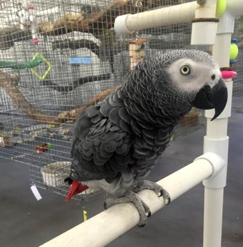 african-grey-parrot-selling-home-delivery-iid-739035