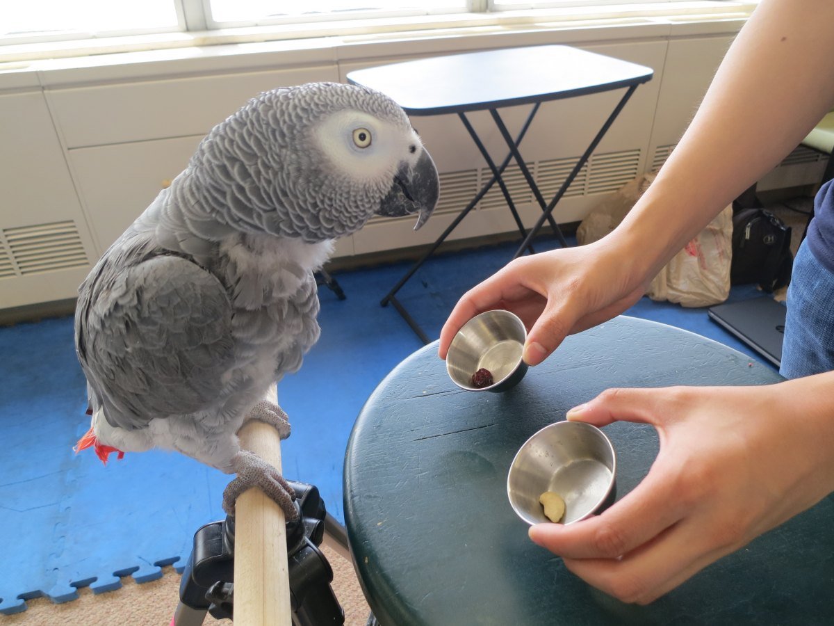 african-grey-parrot-for-sale-pet-shop-iid-739036