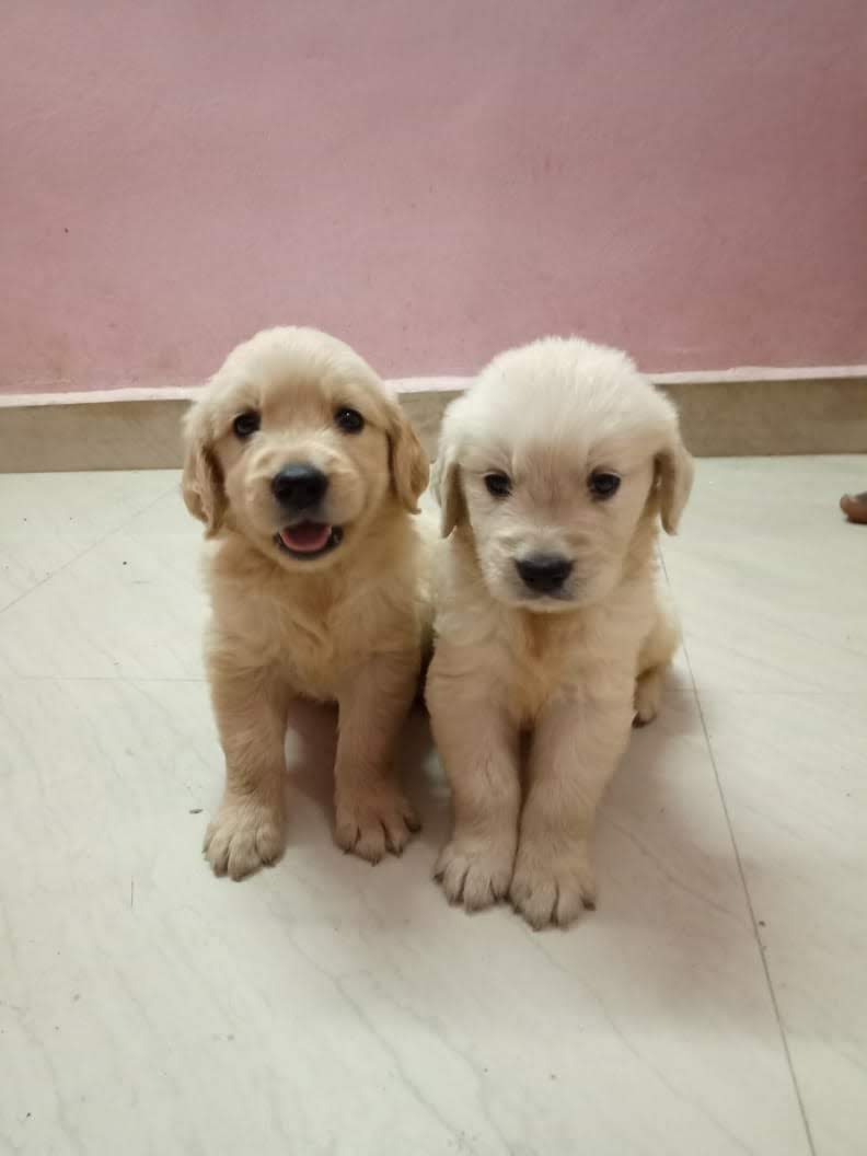 GOLDEN RETRIEVER PUPPIES AVAILABLE @CHENNAI
