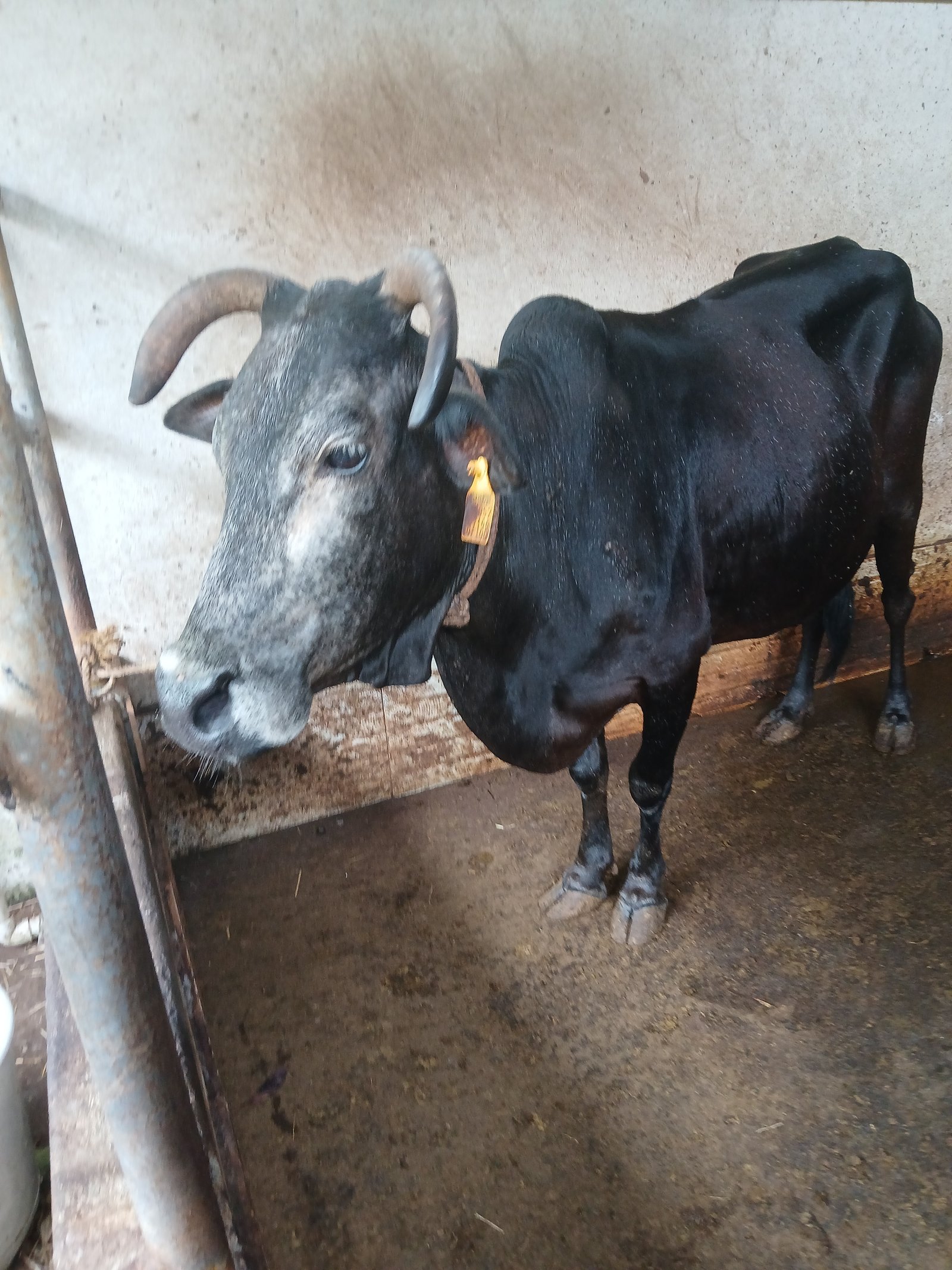 Vechur cow for urgent sale