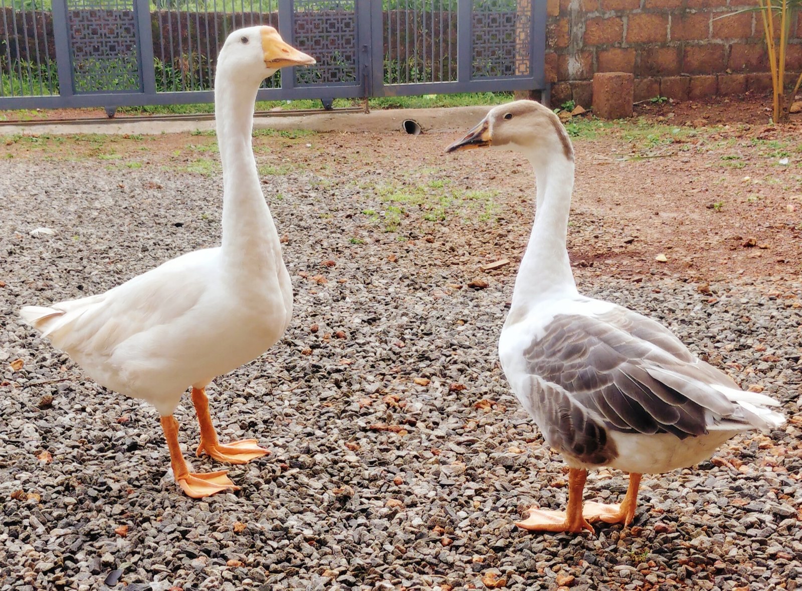 goose-for-sale-pair-iid-739088