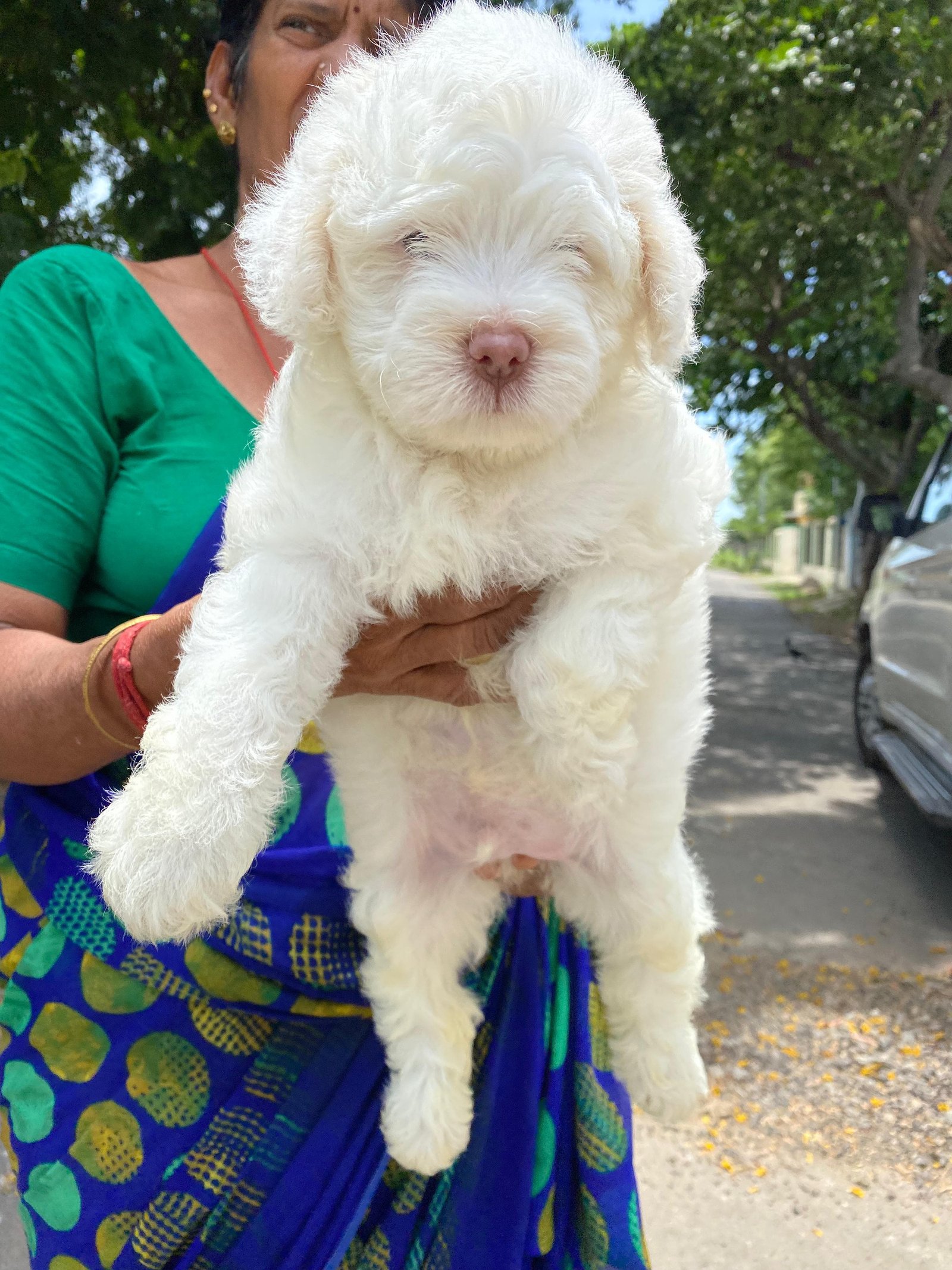 Lhasa apso