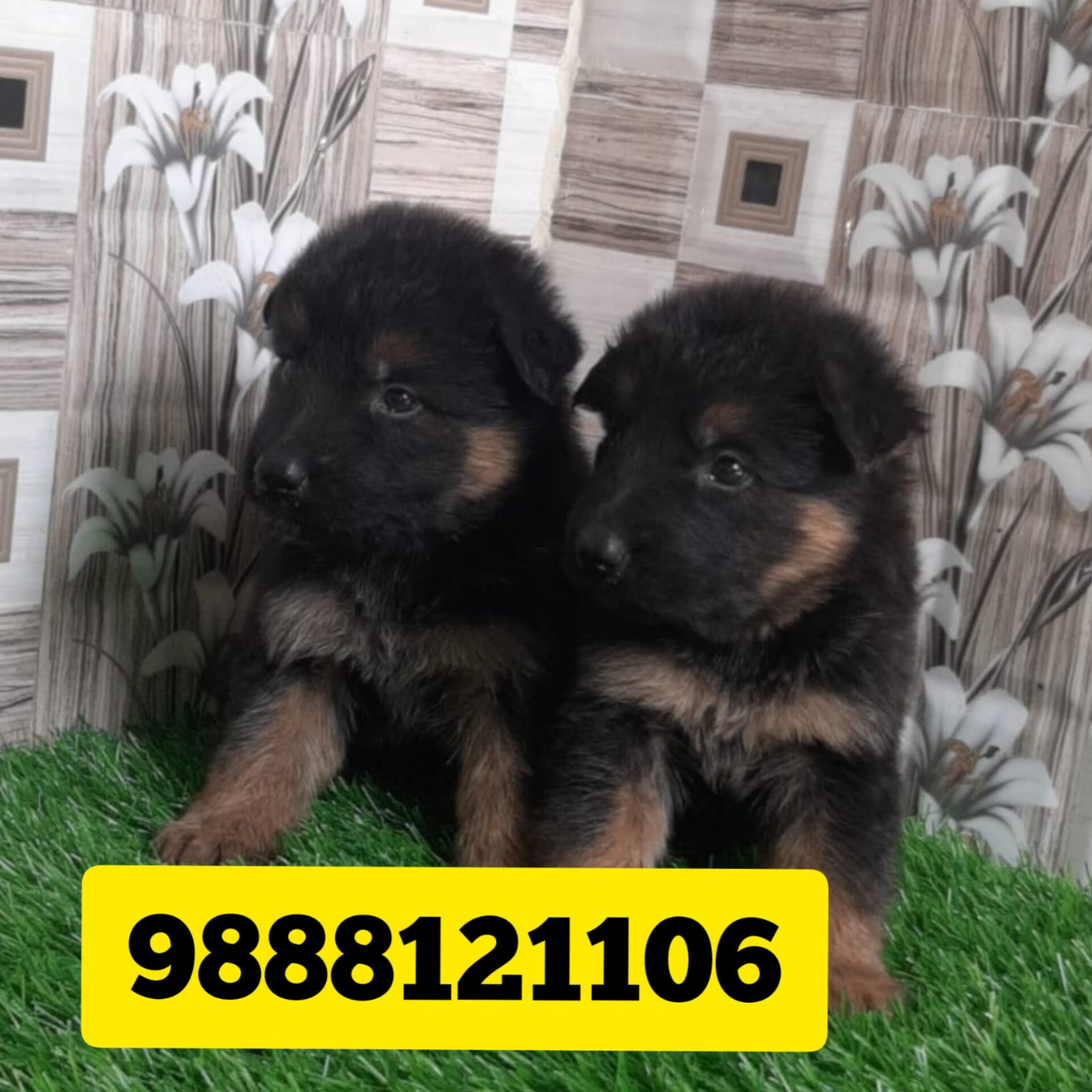 German shepherd puppy buy near me call 9888121106 jalandhar nakodar kapurthala kartarpur adampur phagwara goraya mehtpur