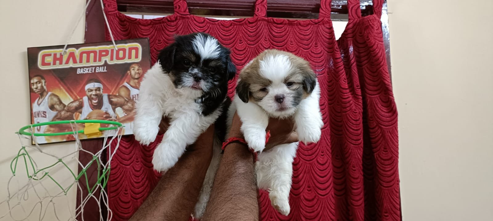 Shihztu puppies available in Chennai