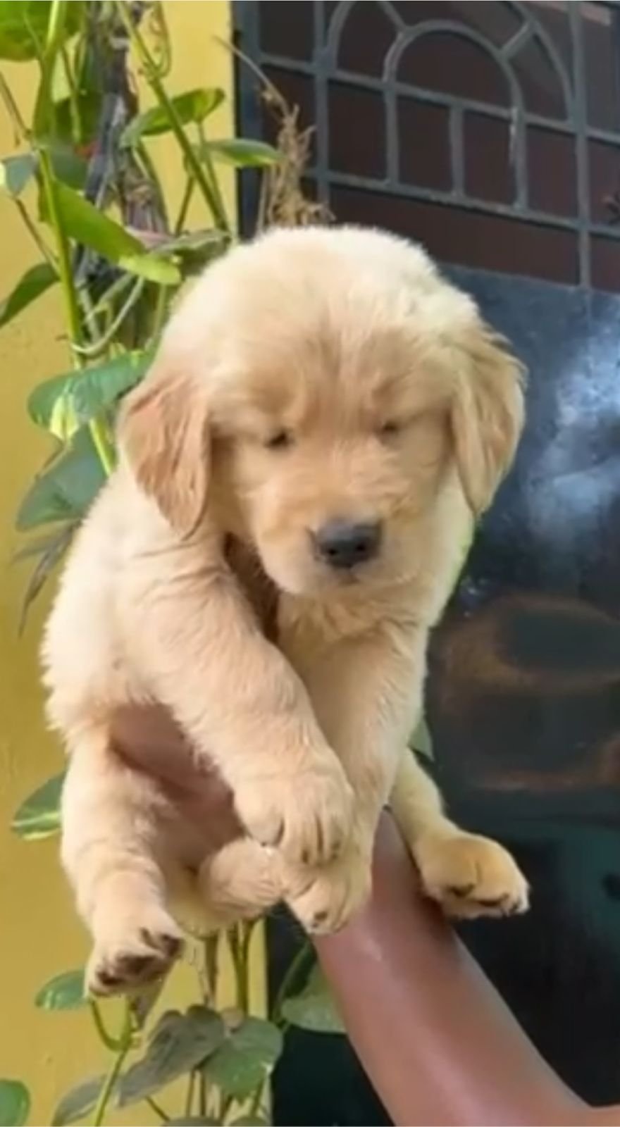 Golden retriever puppies available in Chennai