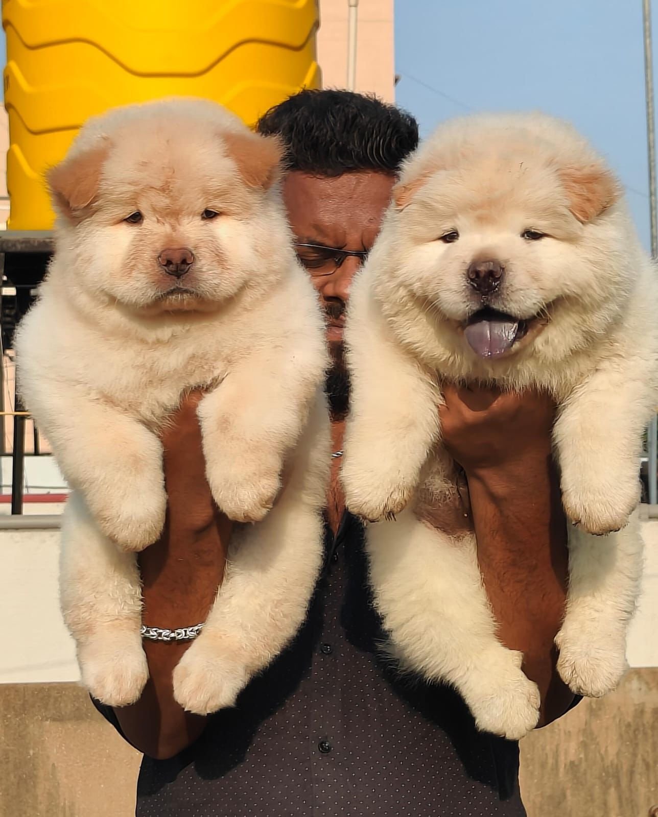 Chow Chow puppies available in Chennai