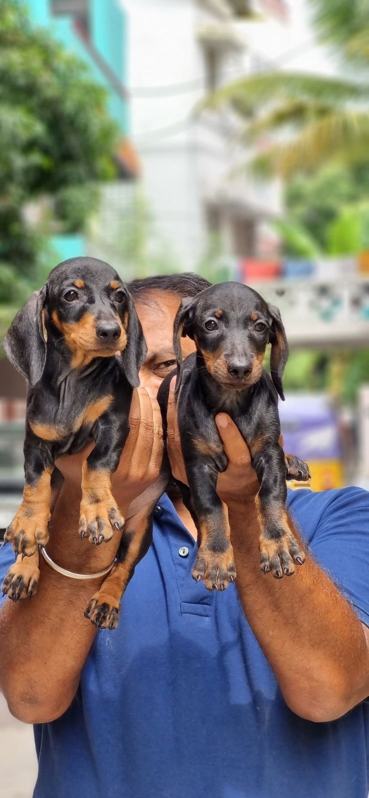 Doberman puppies available in Chennai