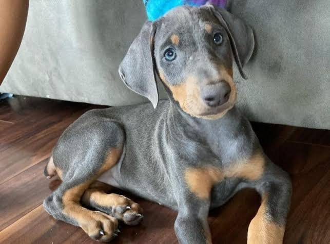 looking-for-doberman-male-grey-color-iid-739157