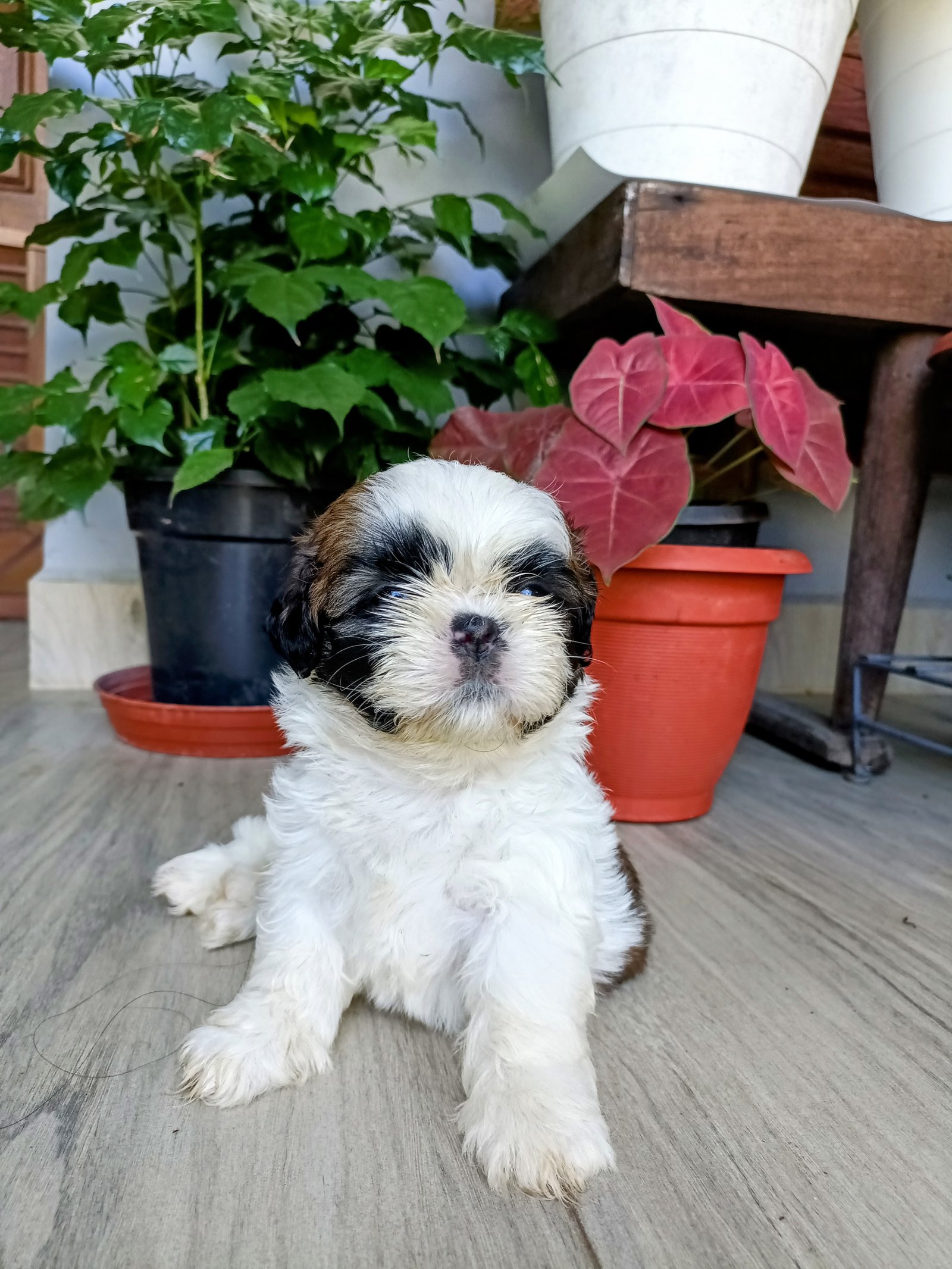 Shihtzu