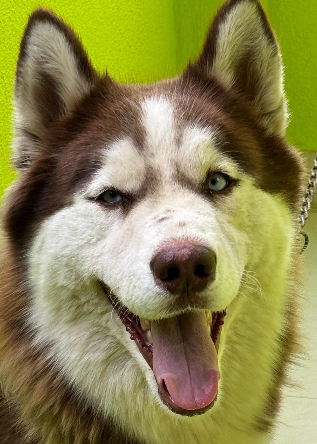 siberian-husky-iid-739160