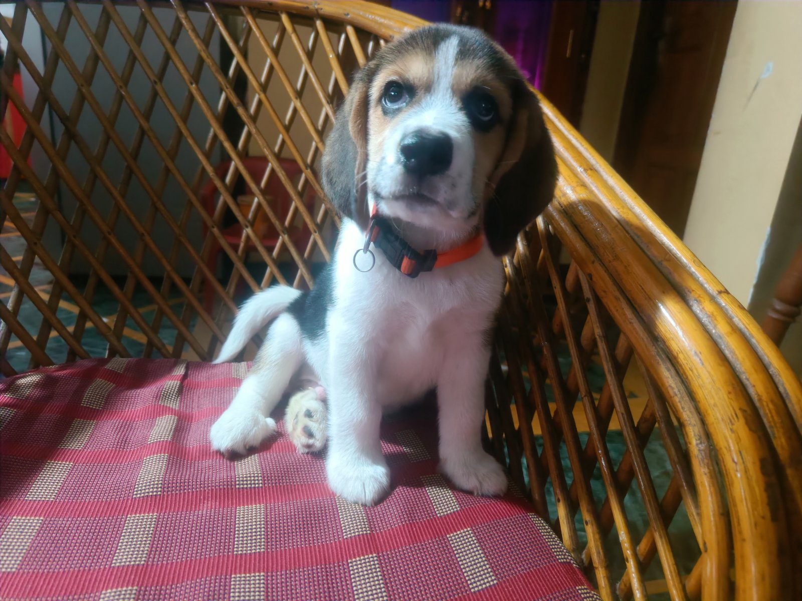 Beagle 60 days old one vaccination done