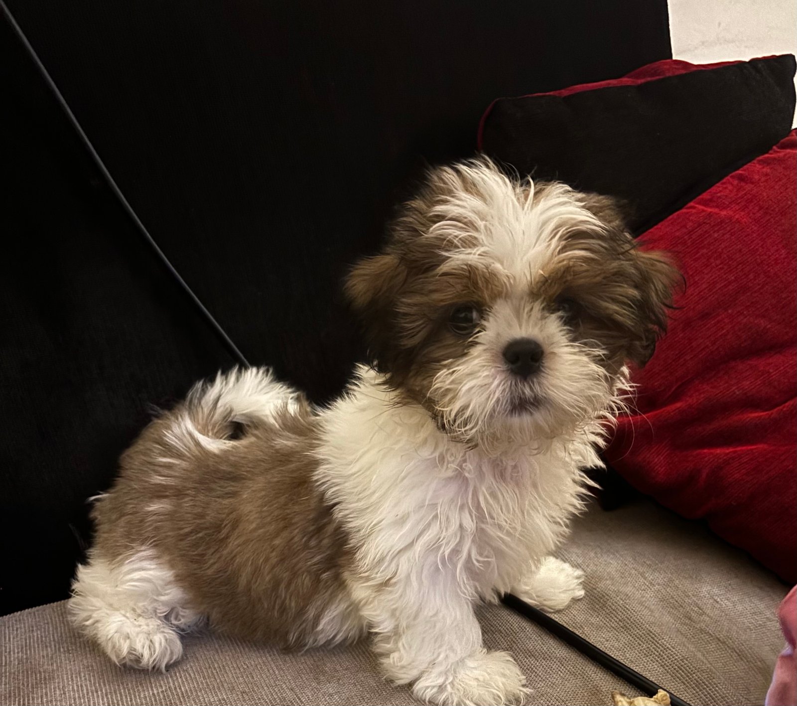 Female Shih Tzu for sale