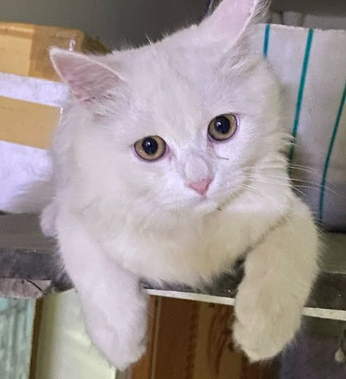 persian-cats-for-sale-iid-739186