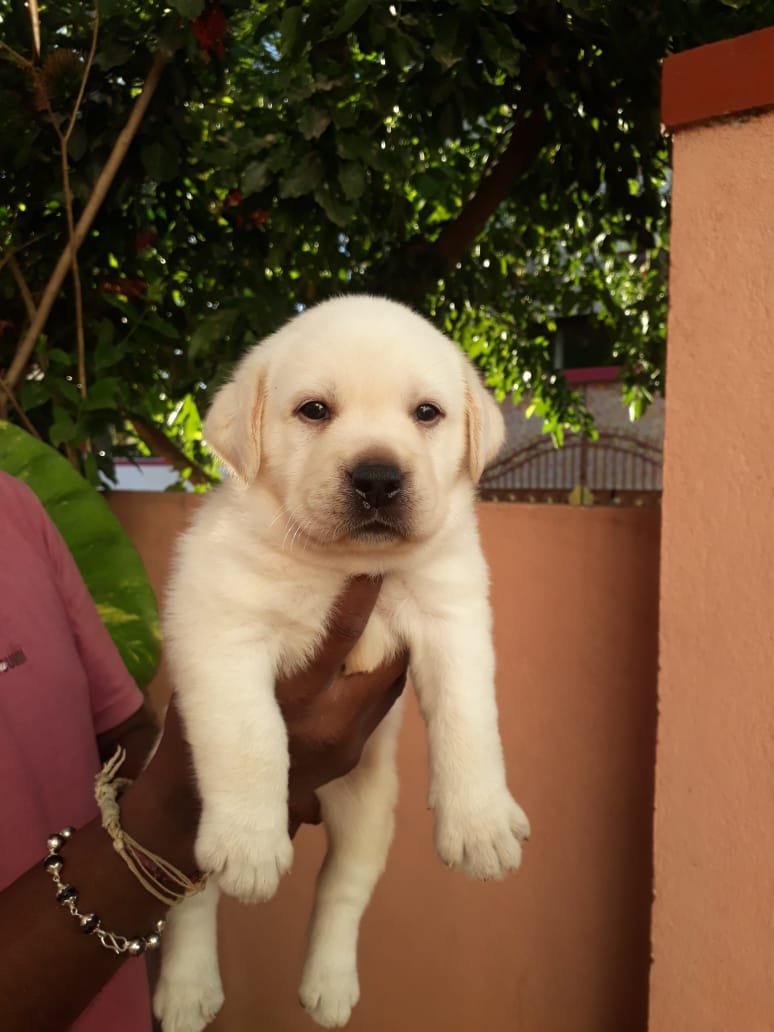 Lab PUPPIES available in Chennai