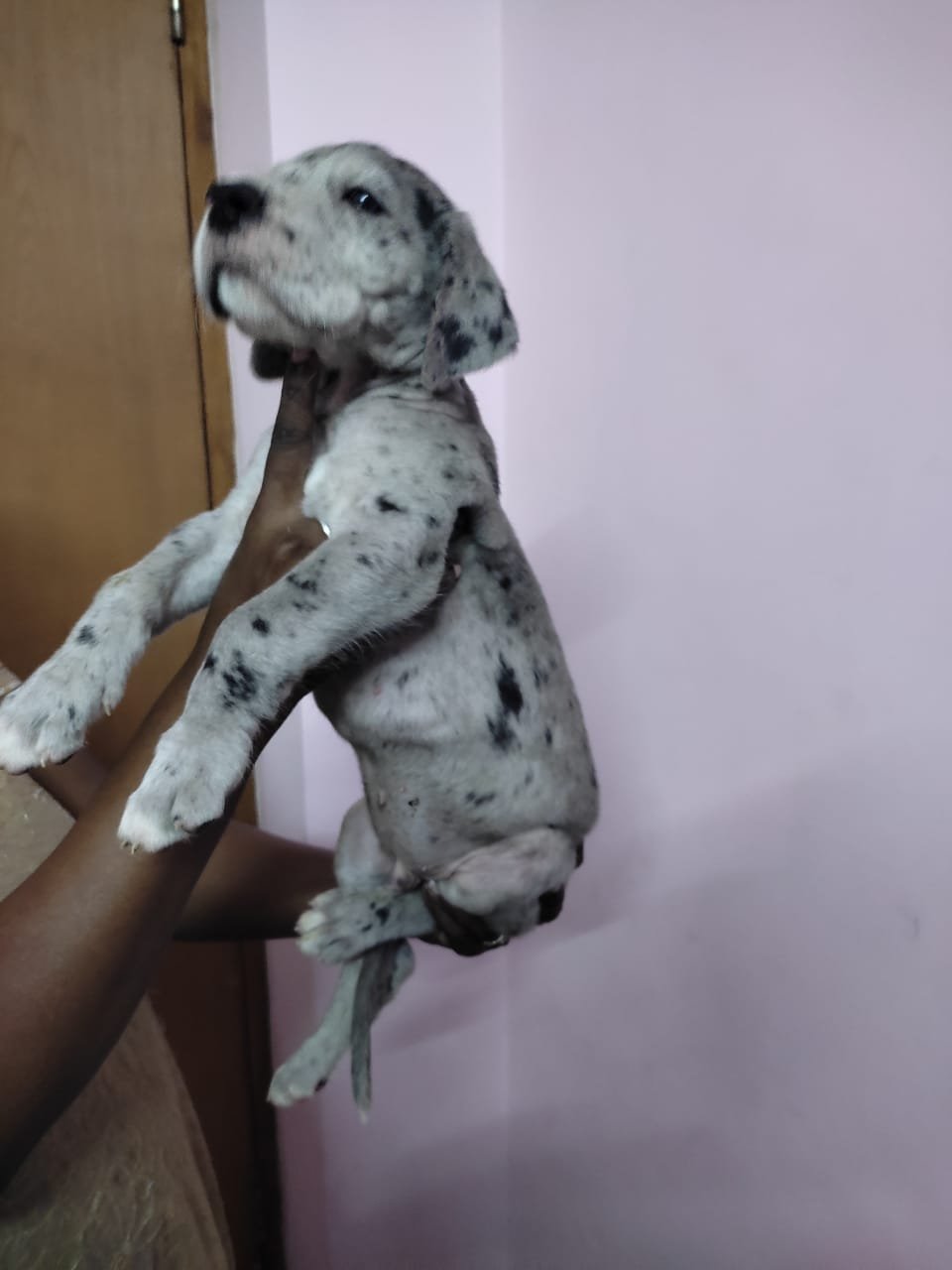 Great dane puppies available in Chennai