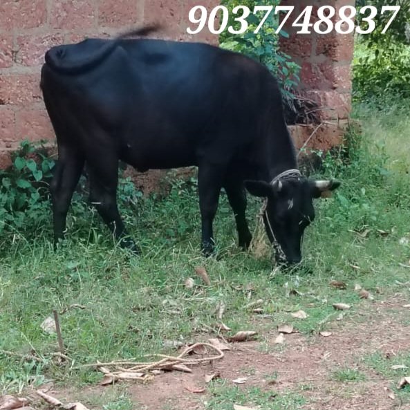 2year-old-cow-iid-739267