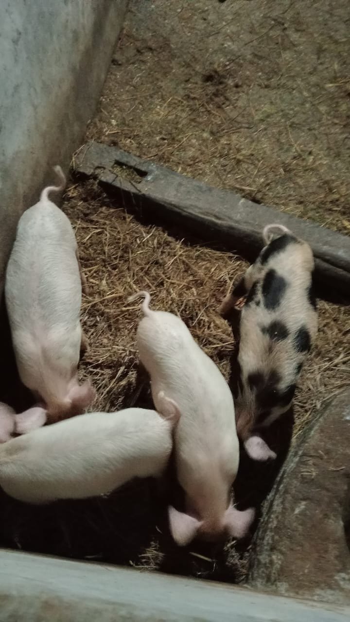 PIGS FOR SALE IN KERALA