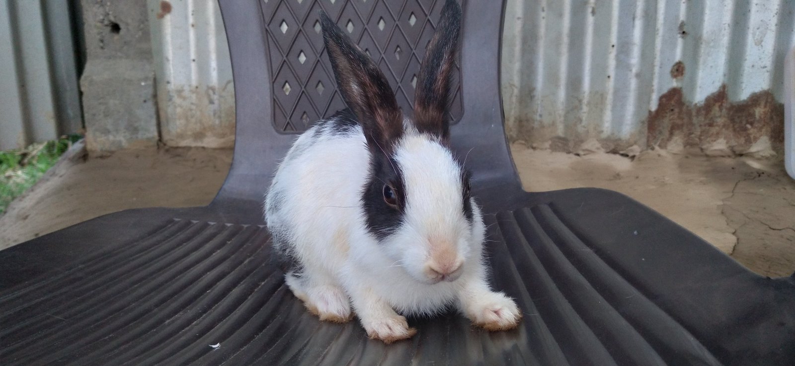 Rabbit for sale