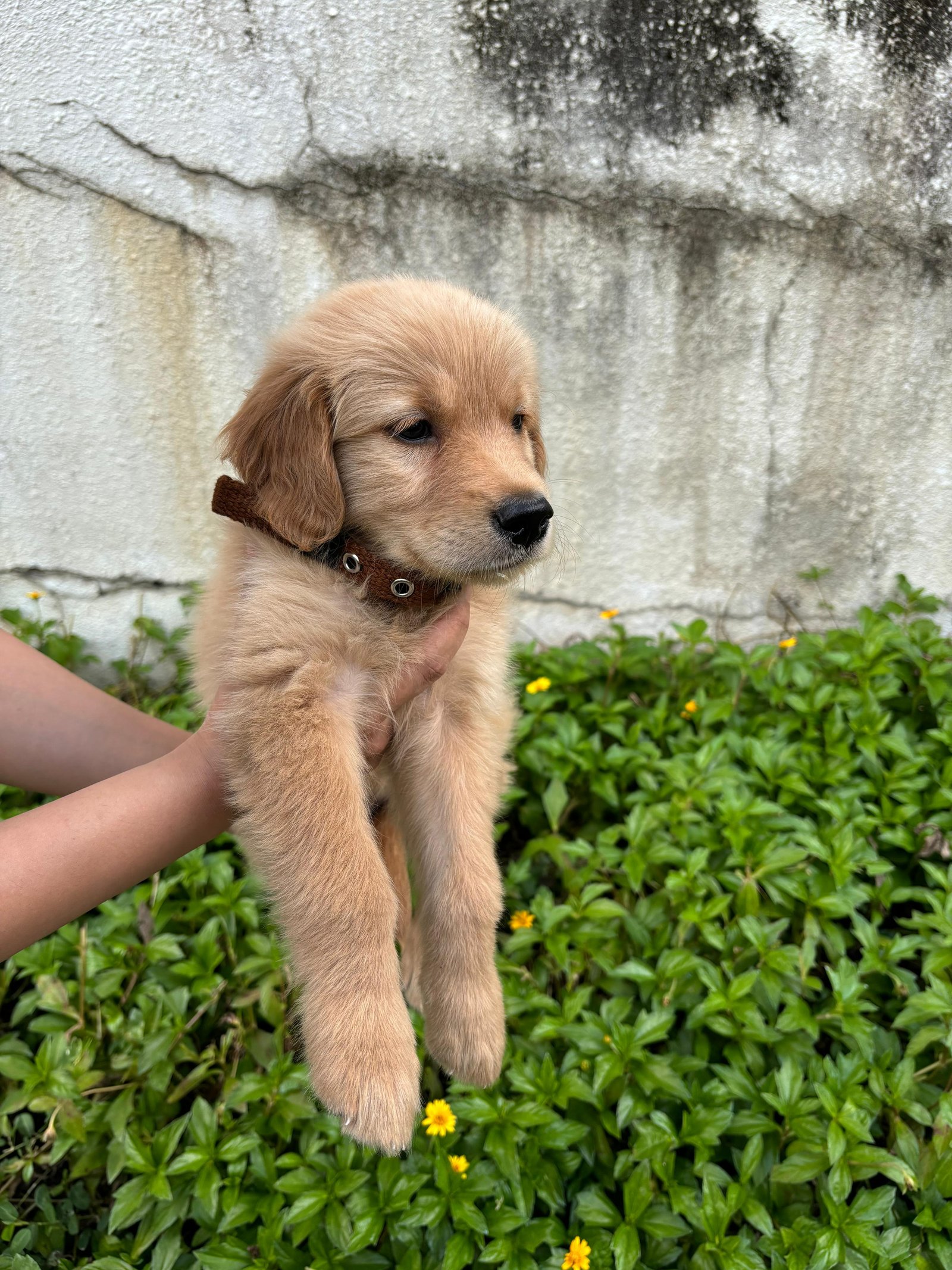 Golden retriever puppy for sale