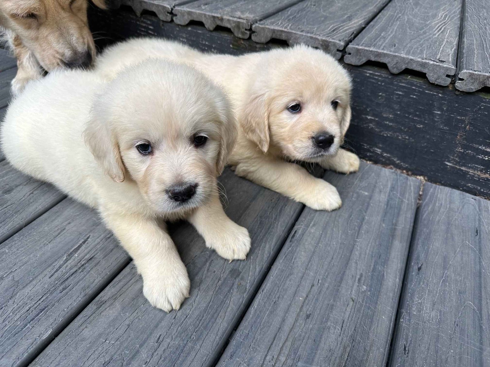 Golden retriever puppy selling