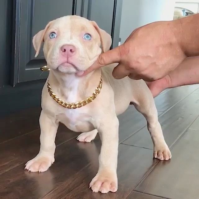 Pitbull dog baby selling