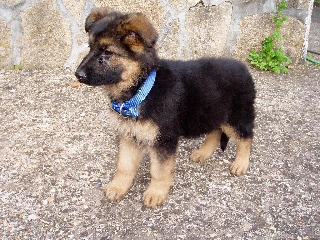 German shepherd dog selling