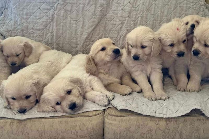 Golden retriever puppy