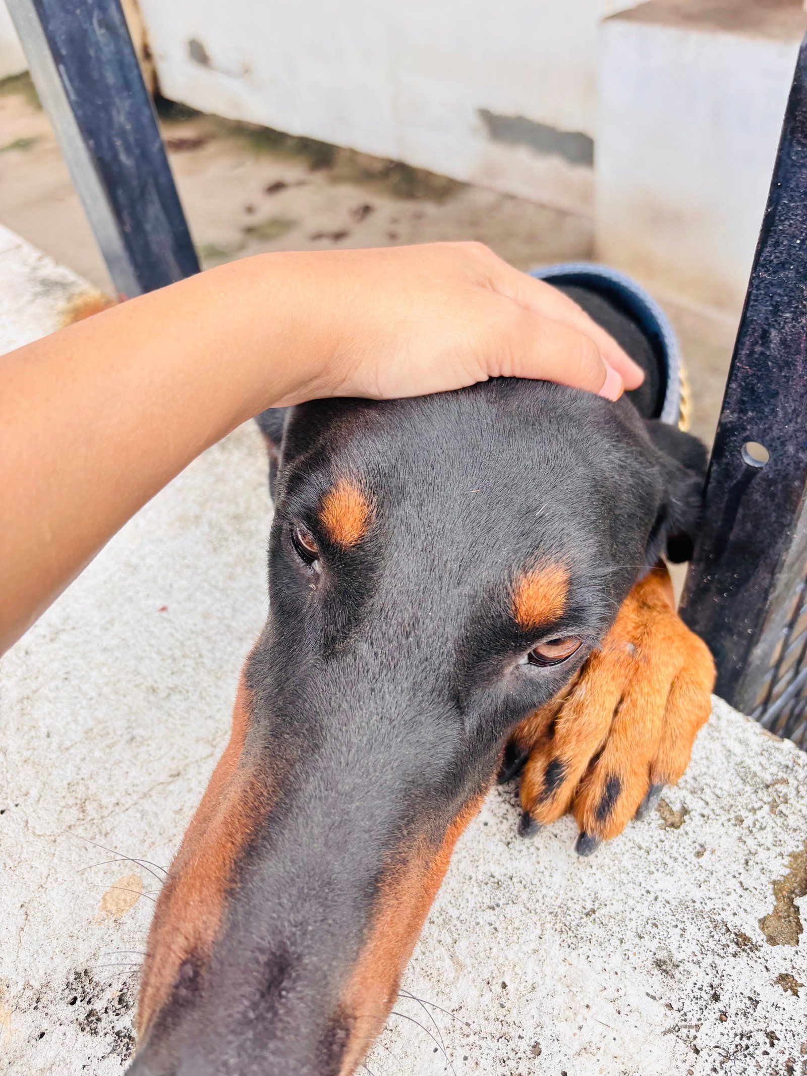 German Sheppard and Rotweiler