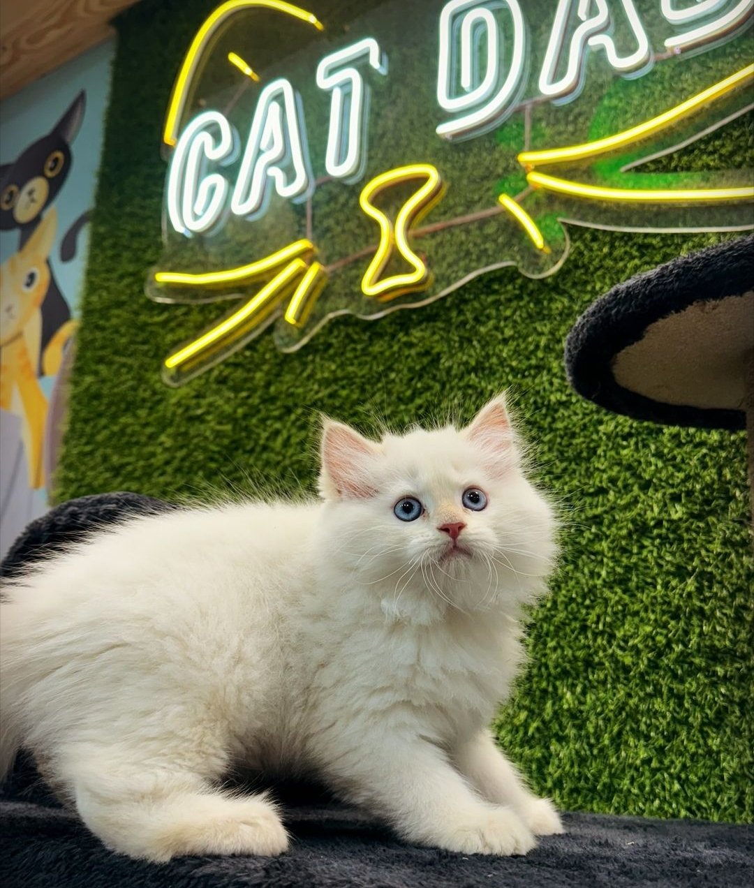 Cats shop selling baby home delivery