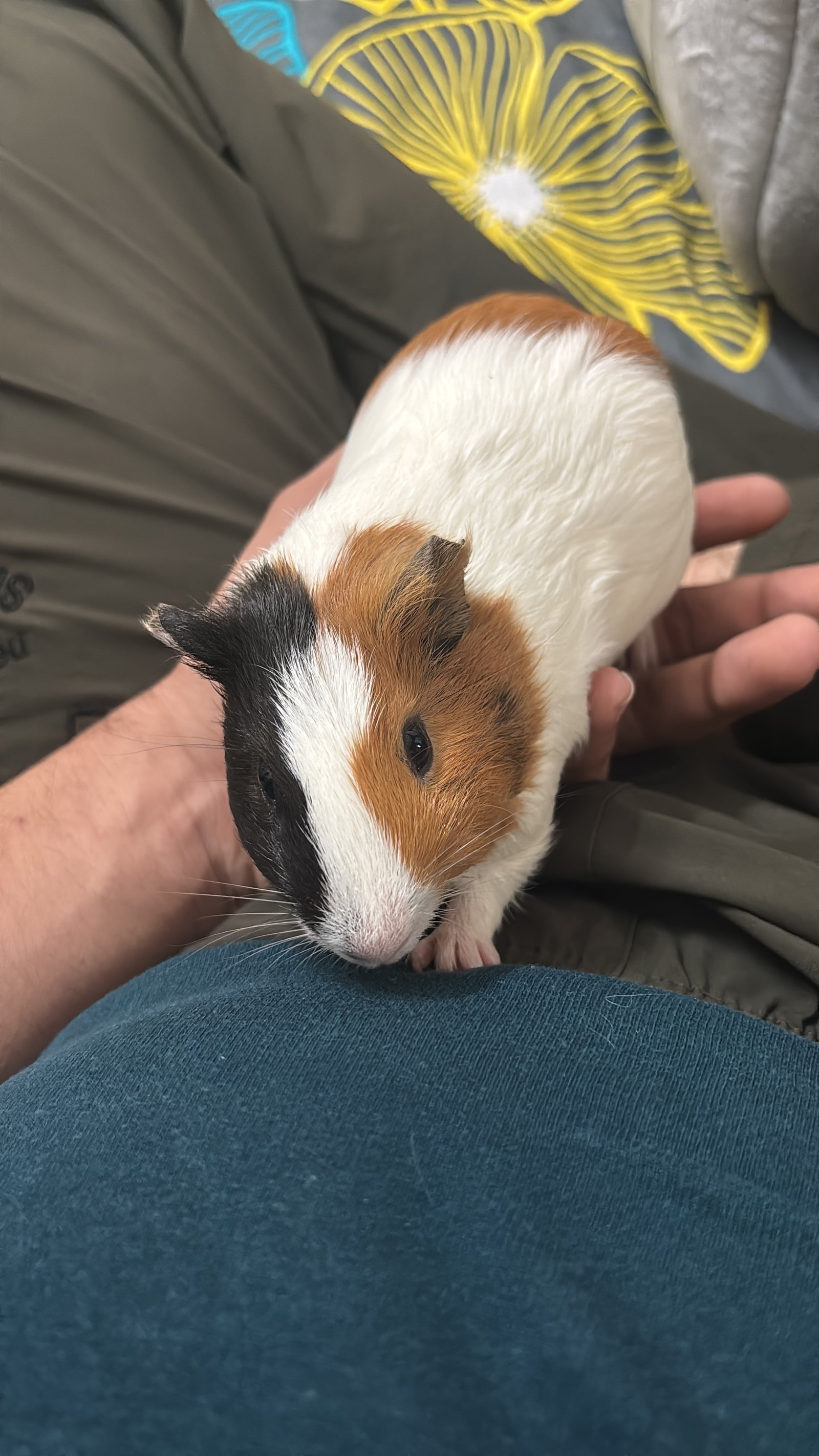 guinea-pigs-iid-739559