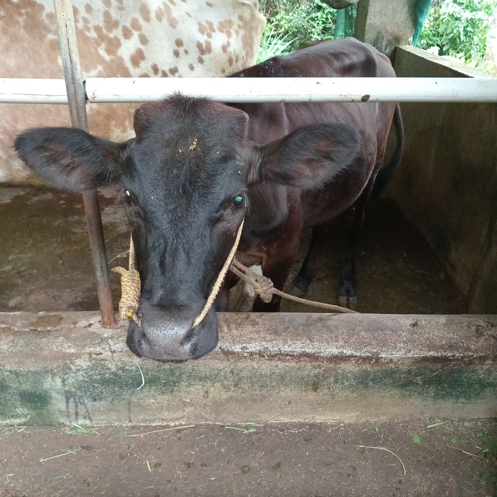 10-months-old-calf-for-sale-in-nedumkunnam-near-karukachal-kottayam-district-iid-739589