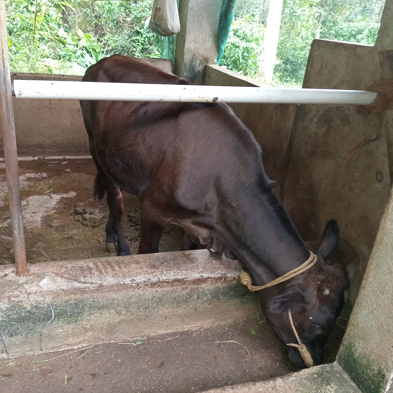 cow-for-sale-iid-739591