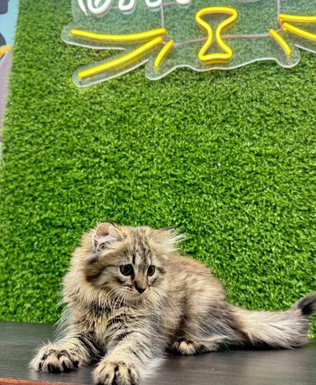 cats-shop-persian-iid-739611