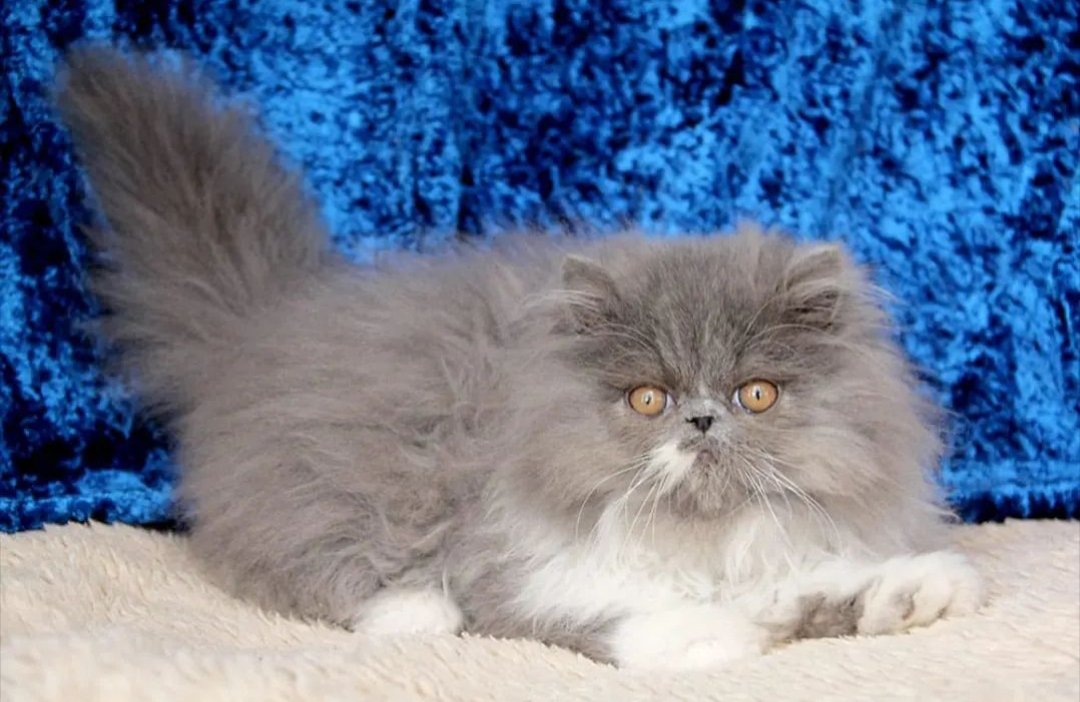 cats-shop-persian-selling-iid-739613