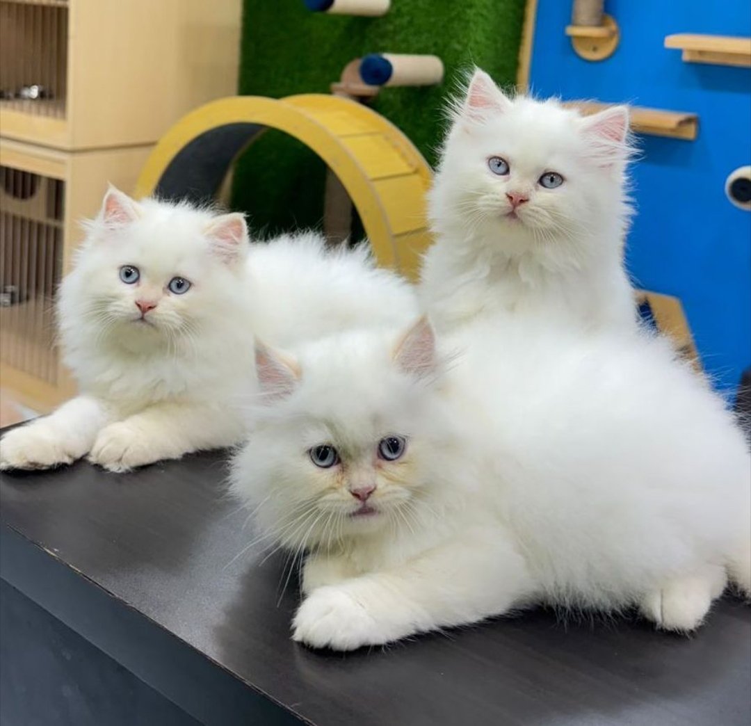 cats-shop-persian-selling-home-delivery-iid-739616