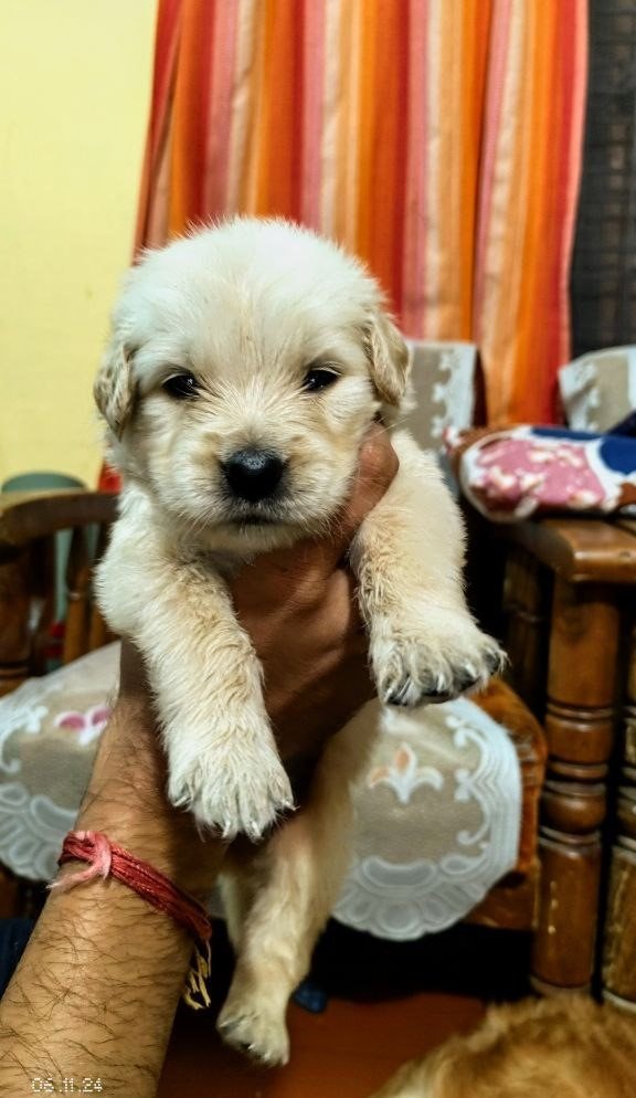 golden-retriever-puppies-for-sale-iid-739705