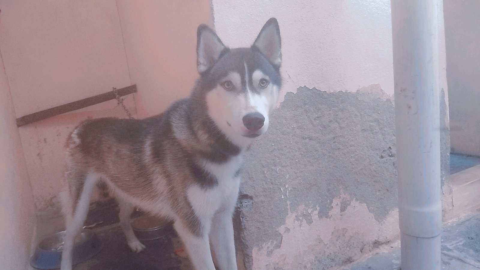 husky-male-1year-old-iid-739709