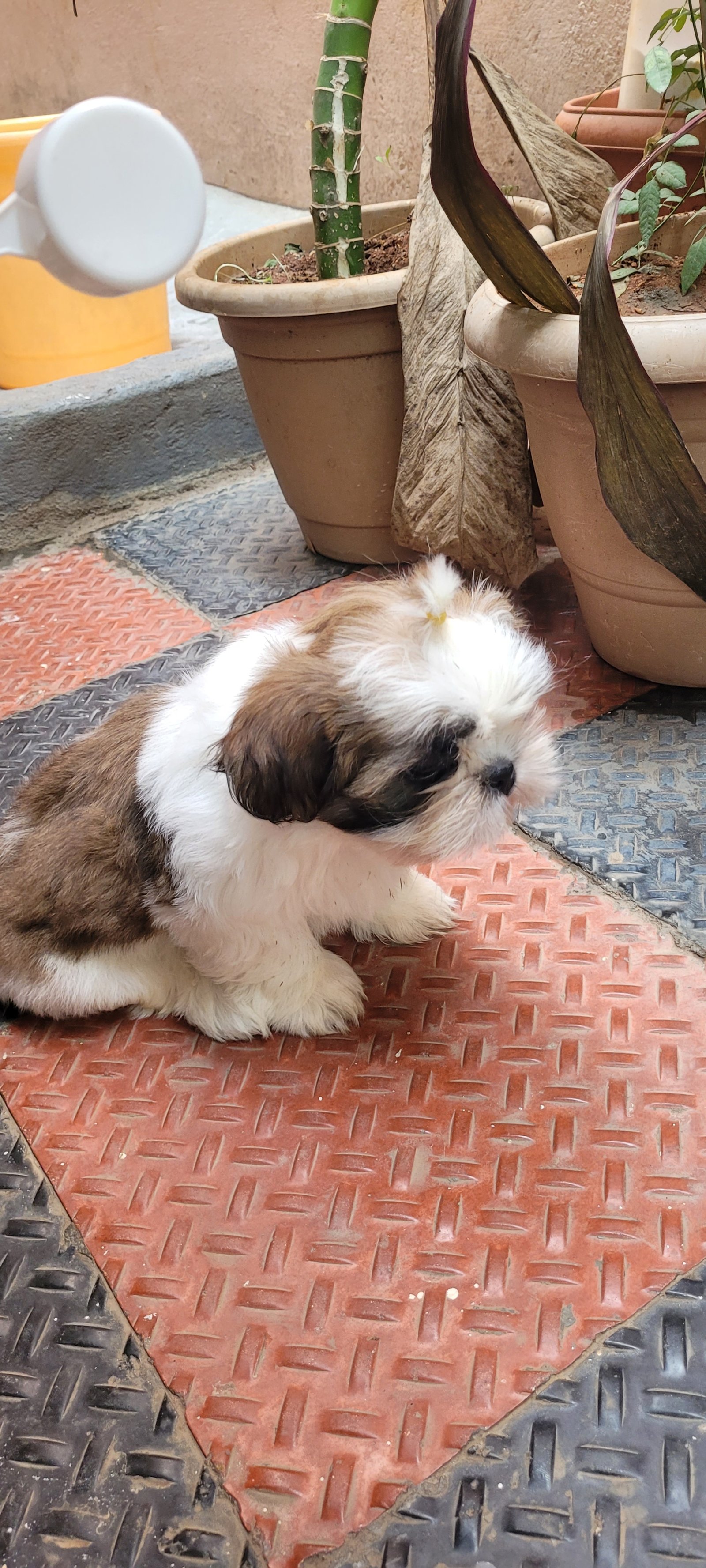 shihtzu-iid-739913